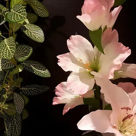 Naeva Feng Shui Straatsburg