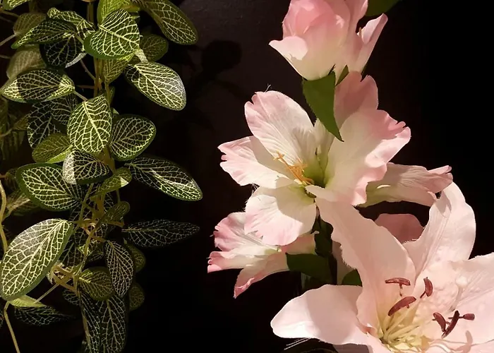 Naeva Feng Shui Strasbourg